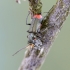 Common Malachite-beetle - Malachius bipustulatus  | Fotografijos autorius : Kazimieras Martinaitis | © Macrogamta.lt | Šis tinklapis priklauso bendruomenei kuri domisi makro fotografija ir fotografuoja gyvąjį makro pasaulį.