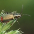 Common Malachite-beetle - Malachius bipustulatus  | Fotografijos autorius : Gintautas Steiblys | © Macronature.eu | Macro photography web site