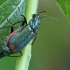 Common Malachite-beetle - Malachius bipustulatus | Fotografijos autorius : Gintautas Steiblys | © Macronature.eu | Macro photography web site