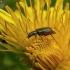 Common Malachite-beetle - Malachius bipustulatus | Fotografijos autorius : Vidas Brazauskas | © Macronature.eu | Macro photography web site