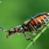 Common Malachite-beetle - Malachius bipustulatus | Fotografijos autorius : Oskaras Venckus | © Macronature.eu | Macro photography web site