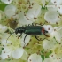 Common Malachite-beetle - Malachius bipustulatus | Fotografijos autorius : Algirdas Vilkas | © Macronature.eu | Macro photography web site