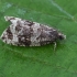 Common Marble - Celypha lacunana | Fotografijos autorius : Gintautas Steiblys | © Macronature.eu | Macro photography web site