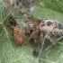 Tamsiažiedis raizguolis - Dictyna arundinacea | Fotografijos autorius : Gintautas Steiblys | © Macronature.eu | Macro photography web site