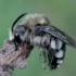 Common Mourning Bee - Melecta albifrons | Fotografijos autorius : Romas Ferenca | © Macronature.eu | Macro photography web site