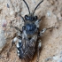 Common Mourning Bee - Melecta albifrons | Fotografijos autorius : Zita Gasiūnaitė | © Macronature.eu | Macro photography web site