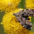 Dilgėlinė lapsukinė kandis - Anthophila fabriciana | Fotografijos autorius : Gintautas Steiblys | © Macronature.eu | Macro photography web site