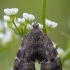 Common Nettle-tap - Anthophila fabriciana | Fotografijos autorius : Žilvinas Pūtys | © Macronature.eu | Macro photography web site