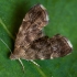 Common Nettle-tap - Anthophila fabriciana | Fotografijos autorius : Žilvinas Pūtys | © Macronature.eu | Macro photography web site