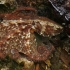 Paprastasis aštuonkojis - Octopus vulgaris | Fotografijos autorius : Gintautas Steiblys | © Macrogamta.lt | Šis tinklapis priklauso bendruomenei kuri domisi makro fotografija ir fotografuoja gyvąjį makro pasaulį.
