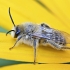 Common Pantaloon Bee - Dasypoda cf. hirtipes | Fotografijos autorius : Kazimieras Martinaitis | © Macronature.eu | Macro photography web site