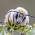 Paprastoji gauruotakojė bitė - Dasypoda cf. hirtipes | Fotografijos autorius : Darius Baužys | © Macronature.eu | Macro photography web site