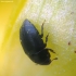 Common Pollen Beetle - Brassicogethes aeneus | Fotografijos autorius : Vidas Brazauskas | © Macronature.eu | Macro photography web site