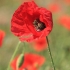 Common Poppy - Papaver rhoeas | Fotografijos autorius : Gintautas Steiblys | © Macronature.eu | Macro photography web site