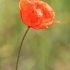 Common Poppy - Papaver rhoeas | Fotografijos autorius : Gintautas Steiblys | © Macronature.eu | Macro photography web site