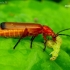 Common Red Soldier Beetle - Rhagonycha fulva  | Fotografijos autorius : Romas Ferenca | © Macronature.eu | Macro photography web site