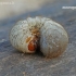 Common Rose Chafer - Cetonia aurata, larva | Fotografijos autorius : Darius Baužys | © Macronature.eu | Macro photography web site