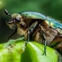 Paprastasis auksavabalis - Cetonia aurata | Fotografijos autorius : Oskaras Venckus | © Macronature.eu | Macro photography web site