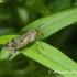 Common Scorpionfly (Panorpa communis) | Fotografijos autorius : Aleksandras Naryškin | © Macronature.eu | Macro photography web site