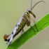 Paprastoji skorpionmusė | Panorpa communis | Fotografijos autorius : Darius Baužys | © Macronature.eu | Macro photography web site