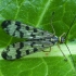 Common Scorpionfly - Panorpa communis ♂ | Fotografijos autorius : Žilvinas Pūtys | © Macronature.eu | Macro photography web site