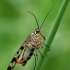 Paprastoji skorpionmusė - Panorpa communis  | Fotografijos autorius : Gintautas Steiblys | © Macronature.eu | Macro photography web site
