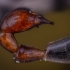 Paprastoji skorpionmusė - Panorpa communis | Fotografijos autorius : Eugenijus Kavaliauskas | © Macronature.eu | Macro photography web site