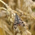 Common Scorpionfly - Panorpa communis | Fotografijos autorius : Vytautas Uselis | © Macronature.eu | Macro photography web site
