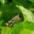 Paprastoji skorpionmusė - Panorpa communis | Fotografijos autorius : Romas Ferenca | © Macronature.eu | Macro photography web site