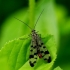 Common Scorpionfly - Panorpa communis | Fotografijos autorius : Romas Ferenca | © Macronature.eu | Macro photography web site