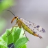 Common Scorpionfly - Panorpa communis | Fotografijos autorius : Kazimieras Martinaitis | © Macronature.eu | Macro photography web site