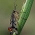 Common Scorpionfly - Panorpa communis | Fotografijos autorius : Gintautas Steiblys | © Macronature.eu | Macro photography web site