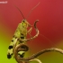 Common Scorpionfly - Panorpa communis | Fotografijos autorius : Aivaras Markauskas | © Macronature.eu | Macro photography web site