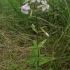 Common Soapwort - Saponaria officinalis | Fotografijos autorius : Gintautas Steiblys | © Macronature.eu | Macro photography web site