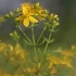 Common St. John's Wort - Hypericum perforatum | Fotografijos autorius : Agnė Našlėnienė | © Macronature.eu | Macro photography web site