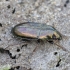 Common Sun Beetle - Amara aenea  | Fotografijos autorius : Romas Ferenca | © Macronature.eu | Macro photography web site