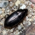 Common Sun Beetle - Amara aenea  | Fotografijos autorius : Algirdas Vilkas | © Macronature.eu | Macro photography web site