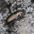Common Sun Beetle - Amara aenea | Fotografijos autorius : Kazimieras Martinaitis | © Macronature.eu | Macro photography web site