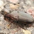 Common Sun Beetle - Amara aenea | Fotografijos autorius : Gintautas Steiblys | © Macronature.eu | Macro photography web site