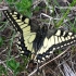 Machaonas - Papilio machaon | Fotografijos autorius : Algirdas Vilkas | © Macronature.eu | Macro photography web site
