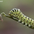 Common Swallowtail (Papilio machaon) caterpillar | Fotografijos autorius : Zita Gasiūnaitė | © Macronature.eu | Macro photography web site