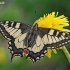 Common Swallowtail - Papilio machaon  | Fotografijos autorius : Arūnas Eismantas | © Macronature.eu | Macro photography web site