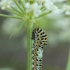 Common Swallowtail - Papilio machaon, caterpillar | Fotografijos autorius : Žilvinas Pūtys | © Macronature.eu | Macro photography web site