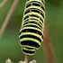 Common Swallowtail - Papilio machaon, caterpillar | Fotografijos autorius : Gintautas Steiblys | © Macronature.eu | Macro photography web site