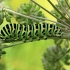 Common Swallowtail - Papilio machaon, caterpillar | Fotografijos autorius : Armandas Ka | © Macronature.eu | Macro photography web site