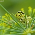 Common Swallowtail - Papilio machaon, caterpillar | Fotografijos autorius : Darius Baužys | © Macronature.eu | Macro photography web site