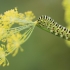 Common Swallowtail - Papilio machaon, caterpillar | Fotografijos autorius : Agnė Našlėnienė | © Macronature.eu | Macro photography web site