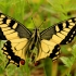 Common Swallowtail - Papilio machaon | Fotografijos autorius : Ramunė Vakarė | © Macronature.eu | Macro photography web site