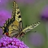 Machaonas - Papilio machaon | Fotografijos autorius : Elmaras Duderis | © Macronature.eu | Macro photography web site