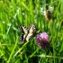 Common Swallowtail - Papilio machaon | Fotografijos autorius : Romas Ferenca | © Macronature.eu | Macro photography web site